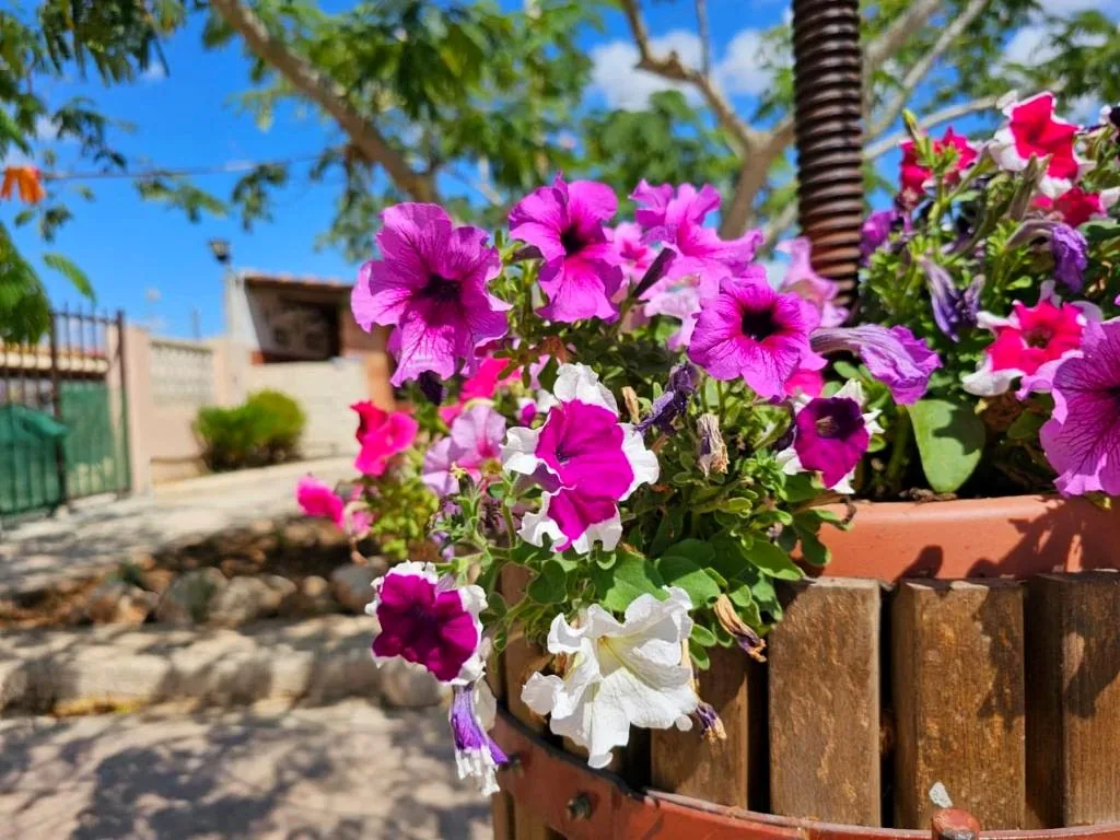Fiori e dettagli